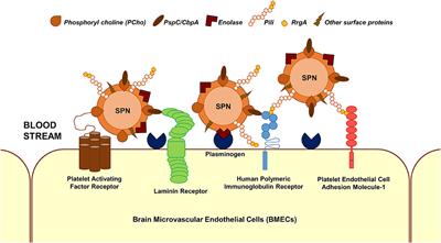 Pneumococcal Encounter With the Blood–Brain Barrier Endothelium